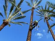 Podas en altura de palmeras, Teruel