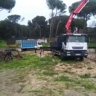 Tala y poda de árboles en altura, Huelva Poda y tala de árboles en altura, Huelva